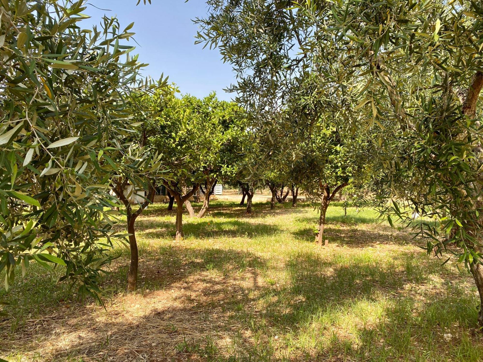 Villetta San Matteo Mattinata Exterior foto